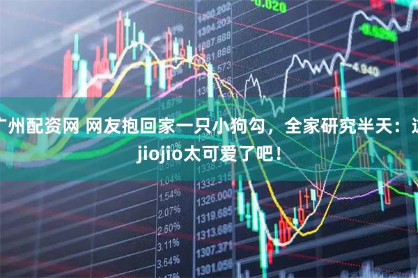 广州配资网 网友抱回家一只小狗勾，全家研究半天：这jiojio太可爱了吧！